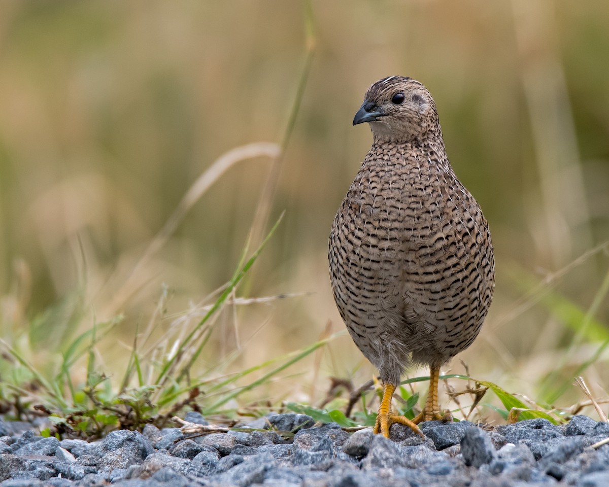 Brown Quail - ML114037681