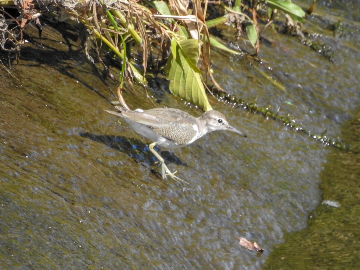 Common Sandpiper - Anonymous