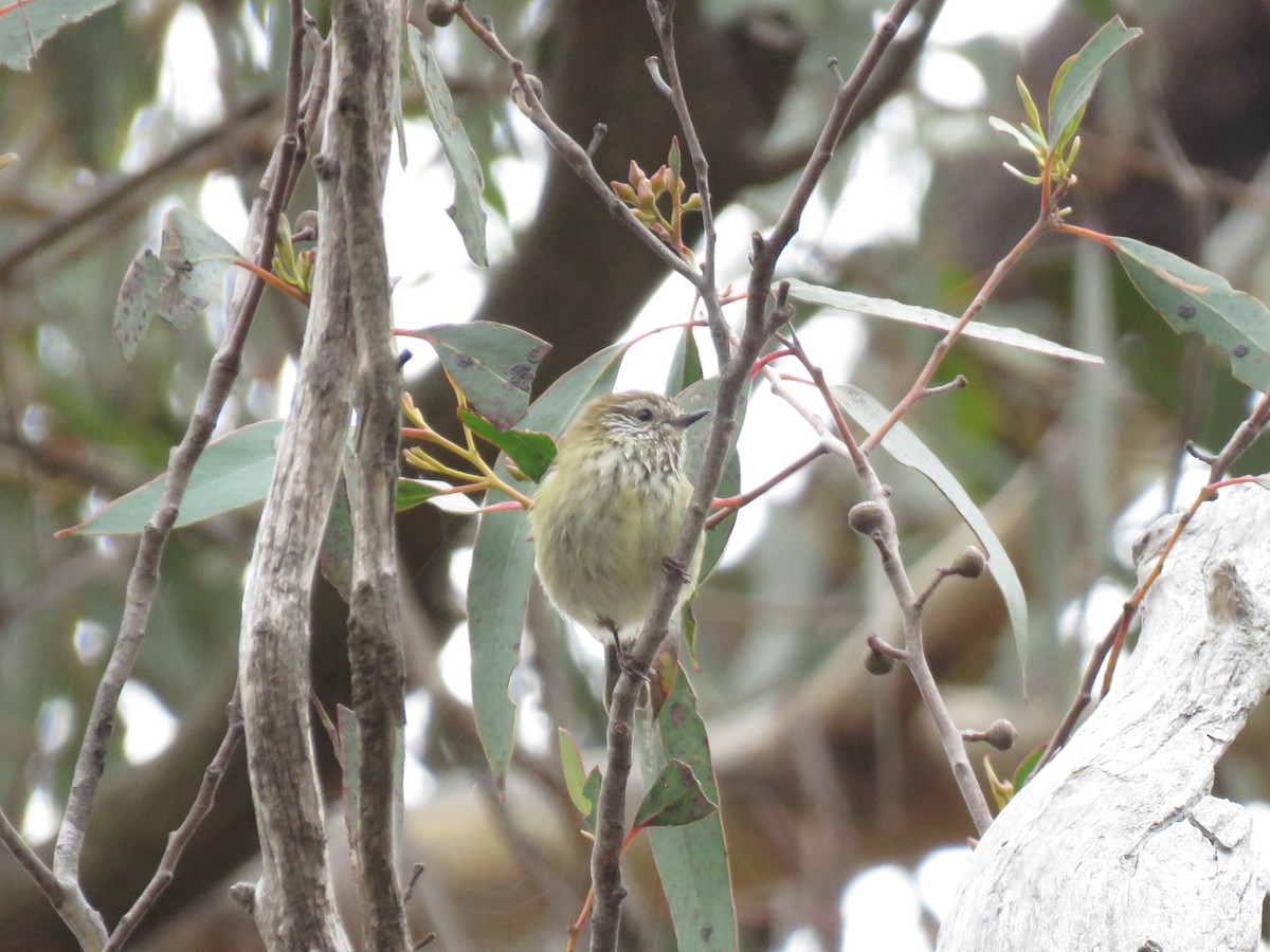 Striated Thornbill - ML114037761