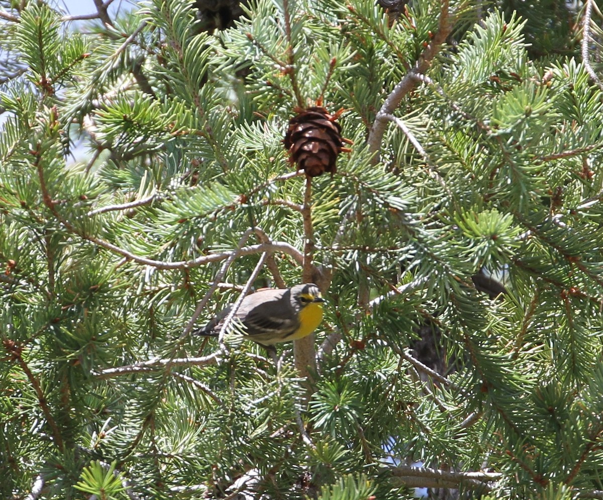 Grace's Warbler - ML114037991