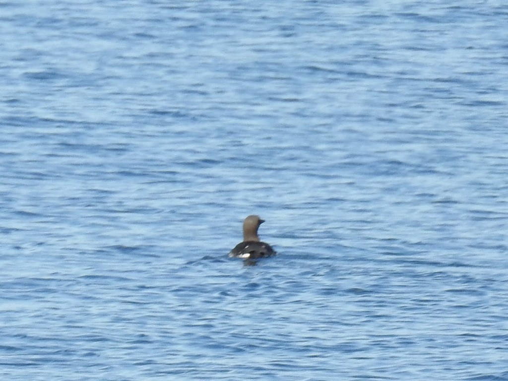 Common Murre - ML114038051
