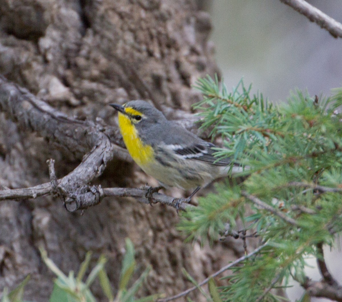 Grace's Warbler - ML114038071