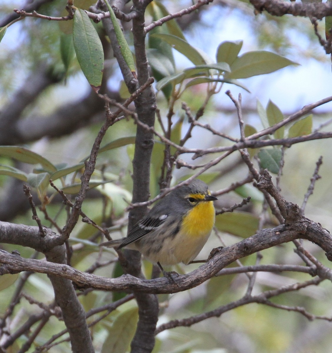 Grace's Warbler - ML114038161