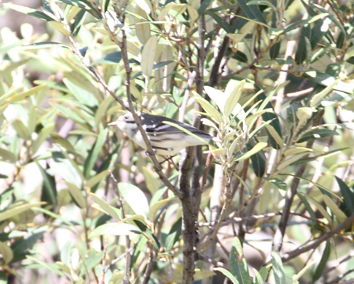 Black-throated Gray Warbler - ML114038441