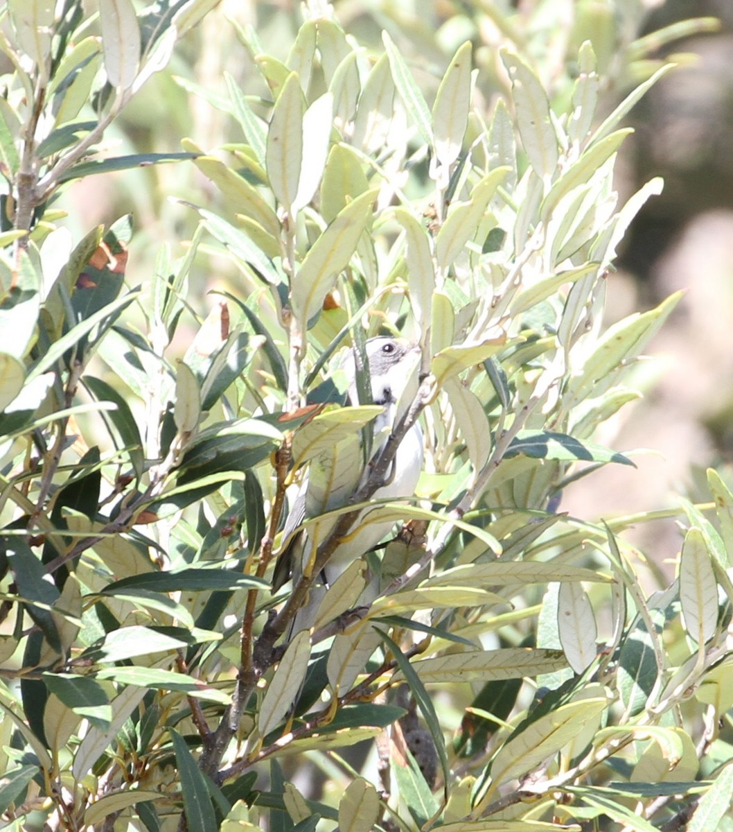 Black-throated Gray Warbler - ML114038451