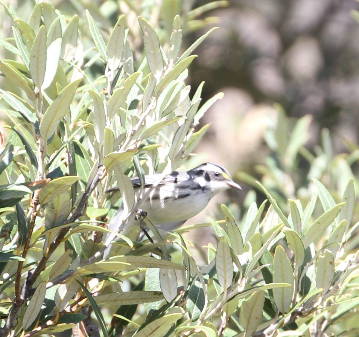 Black-throated Gray Warbler - ML114038471