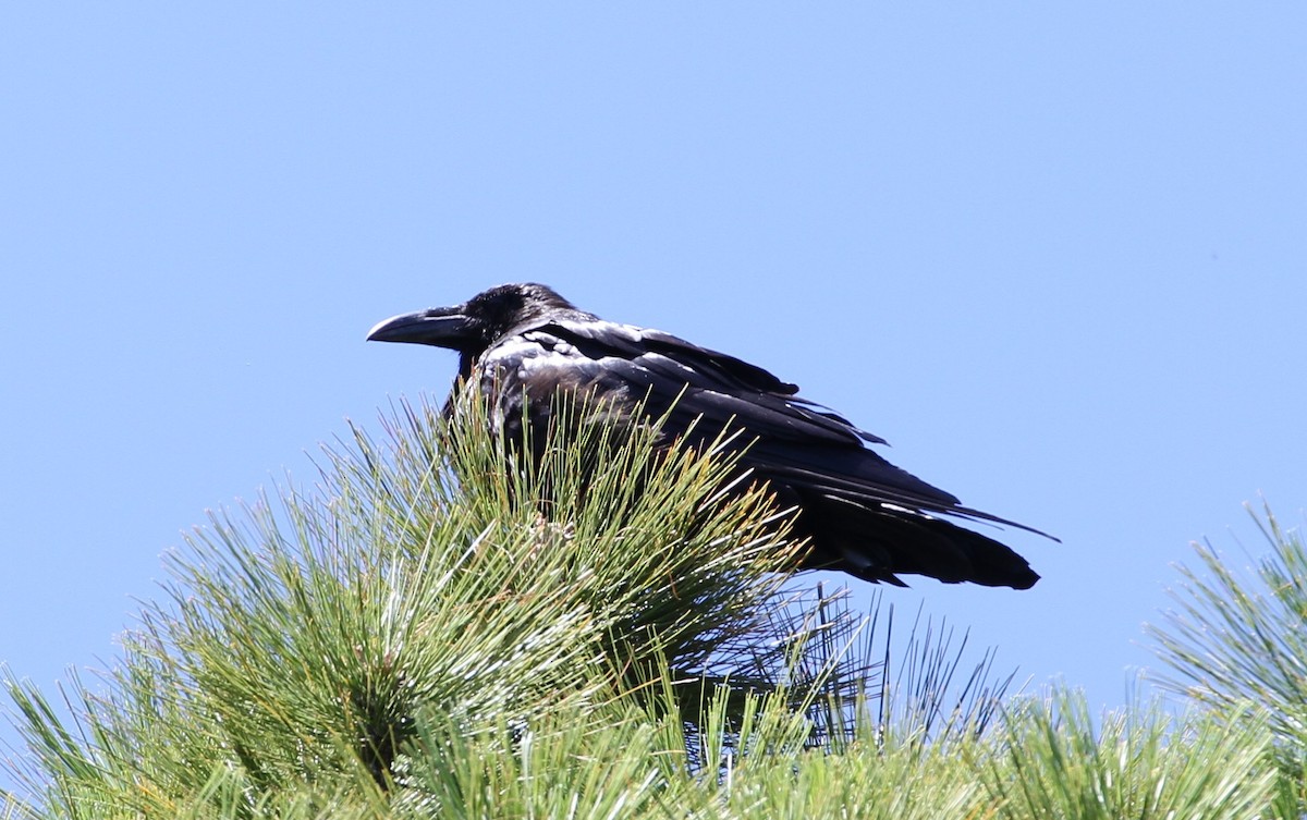 Common Raven - Don Coons