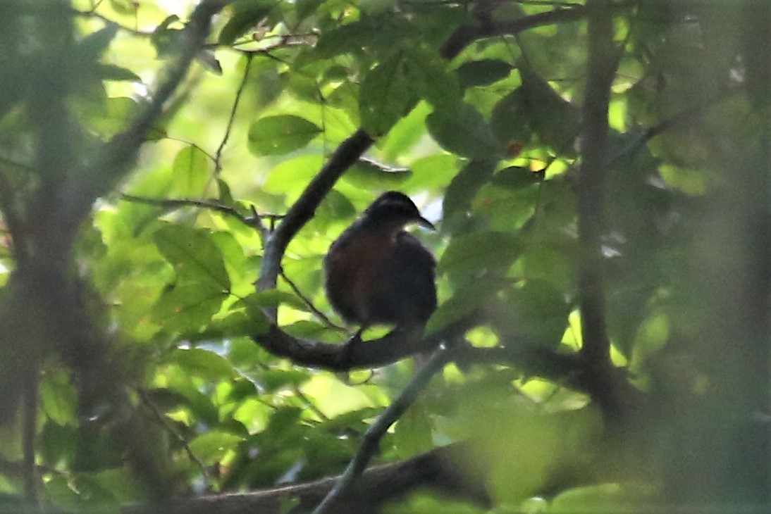 Rosy Thrush-Tanager - Charles Davies