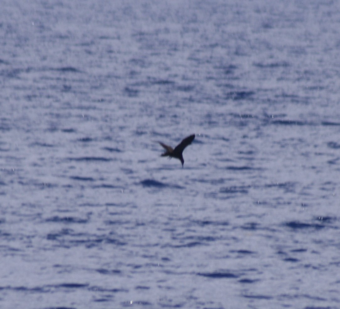 Brown Noddy - Paul Sellin