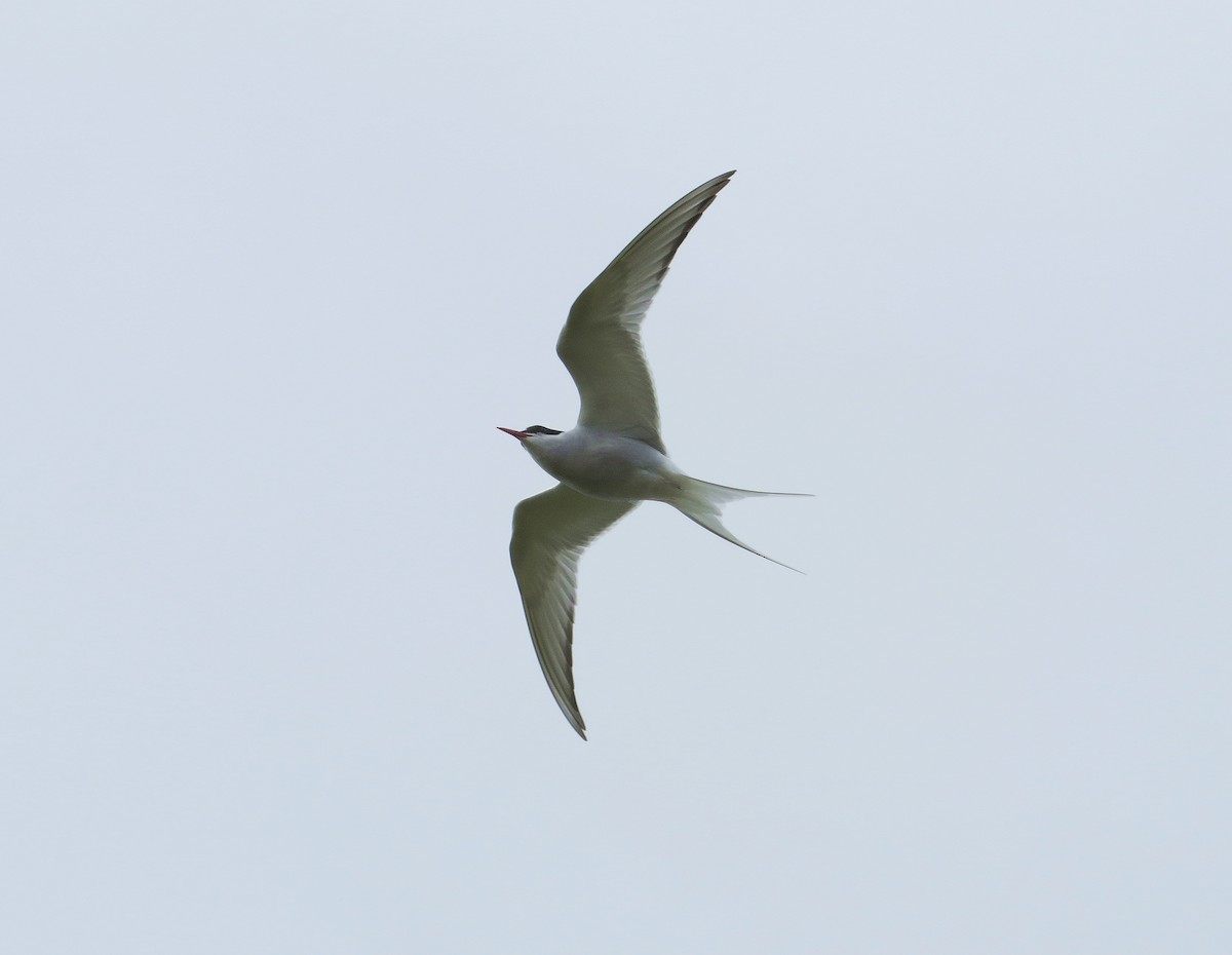 Arctic Tern - ML114041631