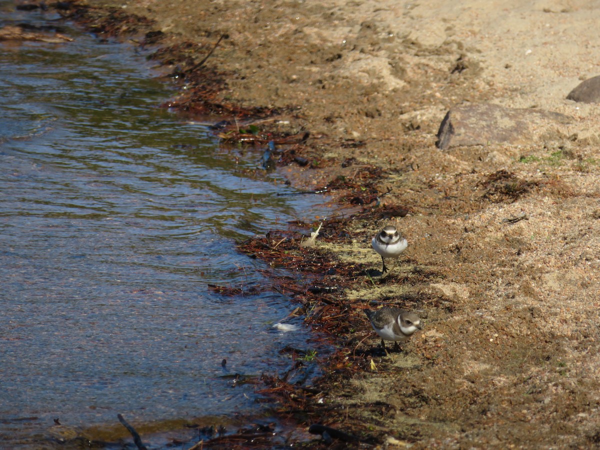 Semipalmated Plover - Vincent Agnesi