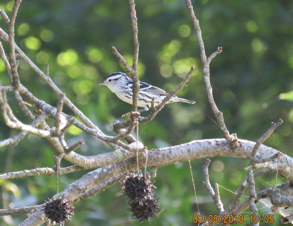 Black-and-white Warbler - ML114042791