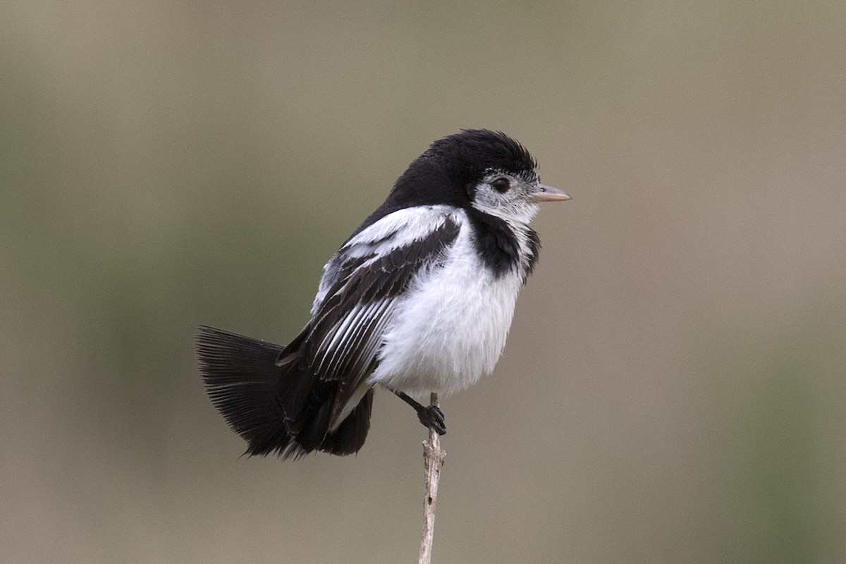 Cock-tailed Tyrant - ML114043221