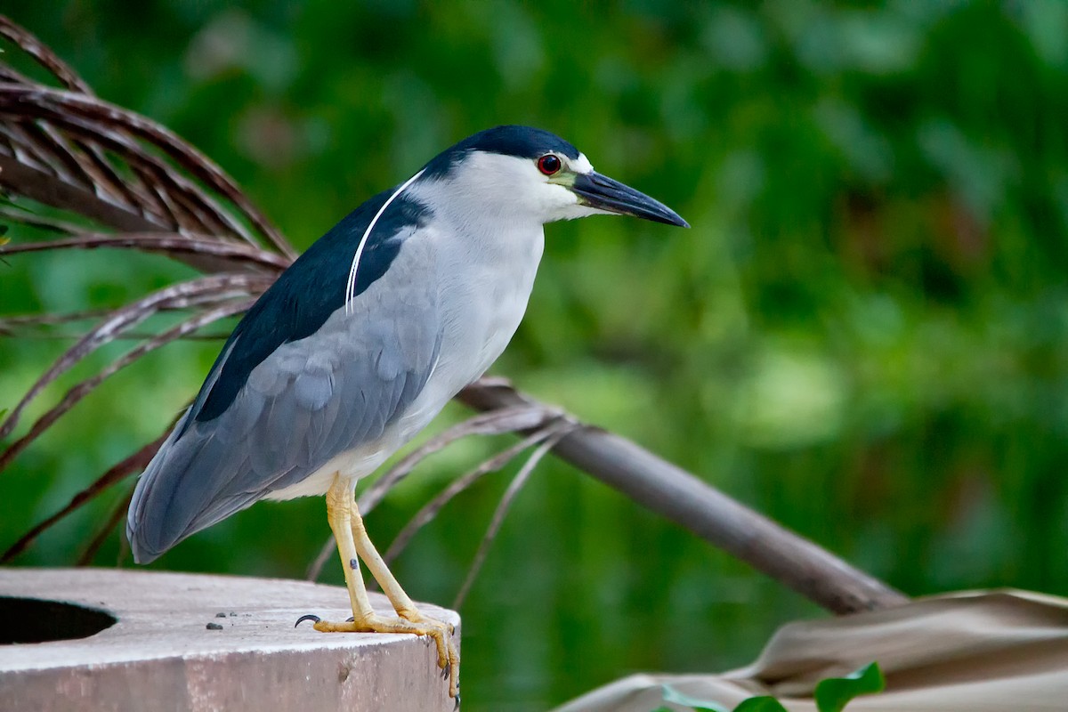 Black-crowned Night Heron - Piet Grasmaijer