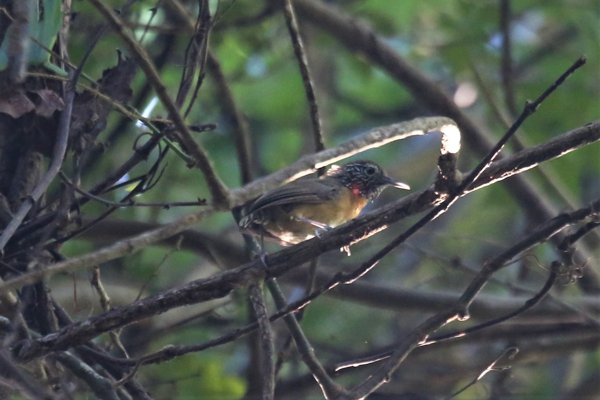 Rufous-breasted Wren - Charles Davies