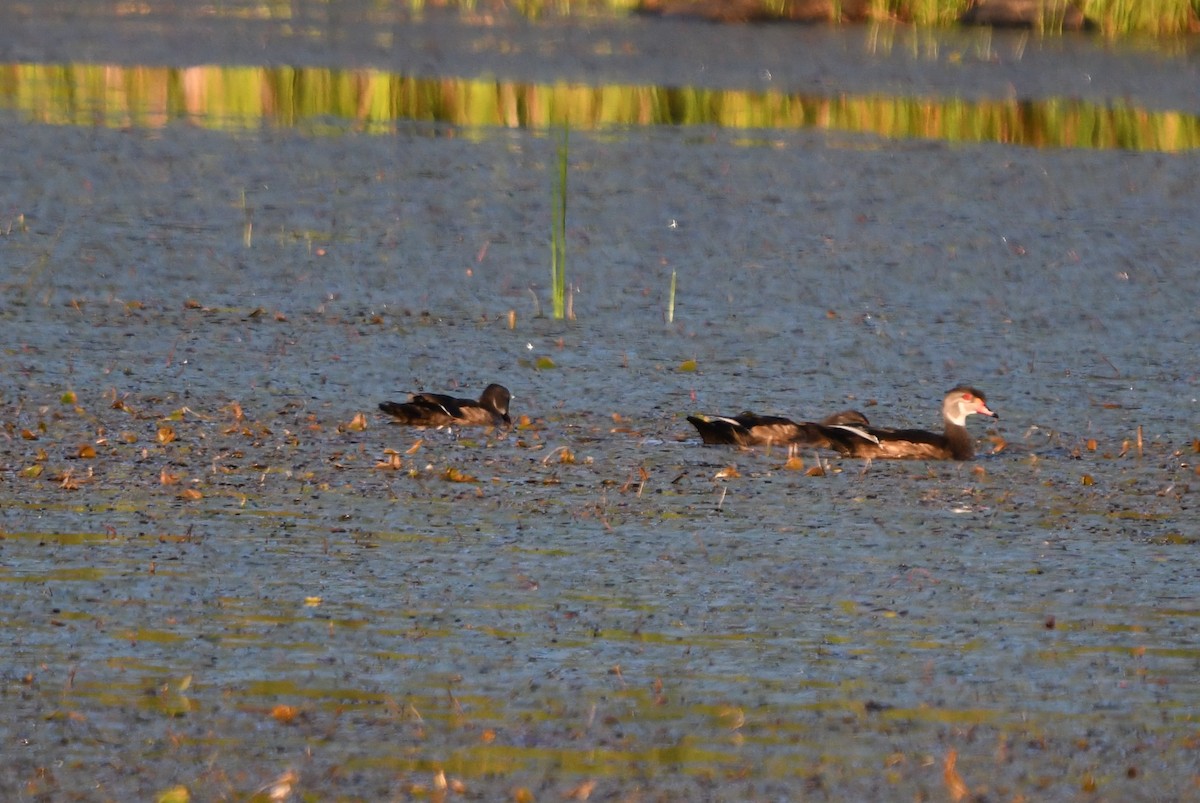 Wood Duck - ML114045731