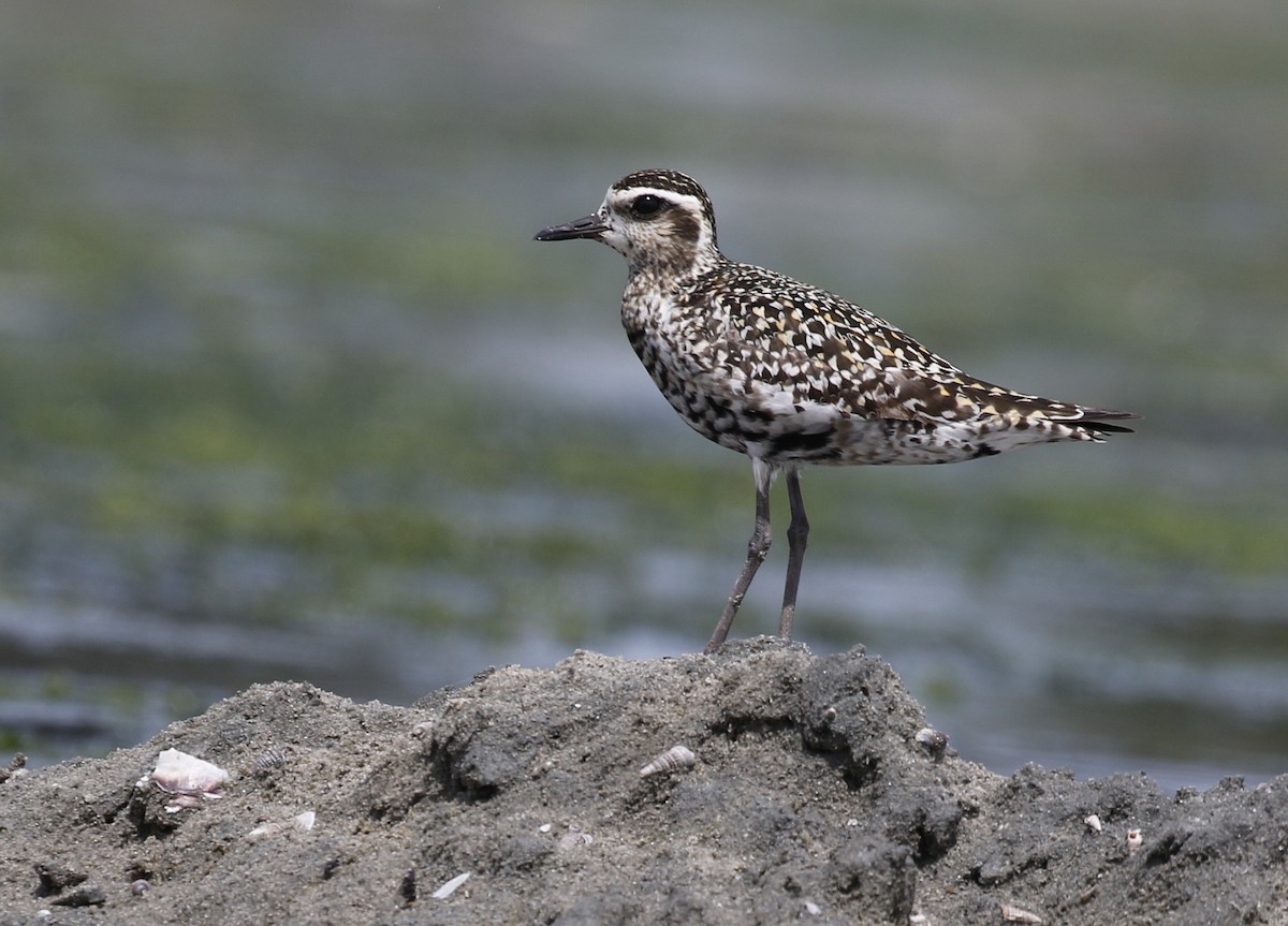 Pacific Golden-Plover - Vijaya Lakshmi