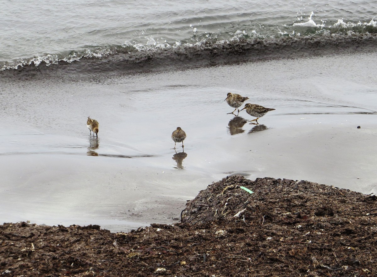 Purple Sandpiper - ML114047141