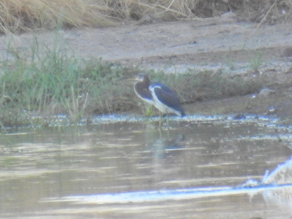 Tricolored Heron - ML114047901