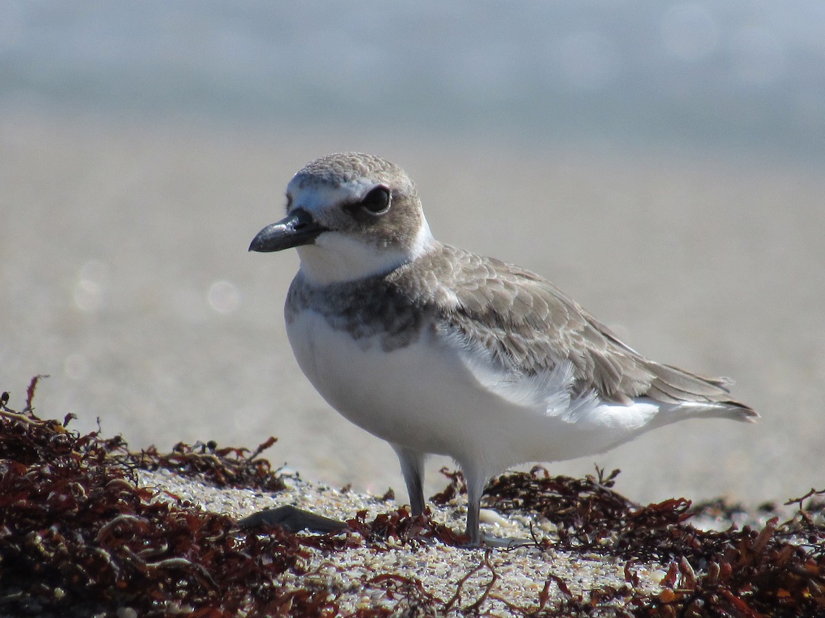 Wilson's Plover - ML114048911