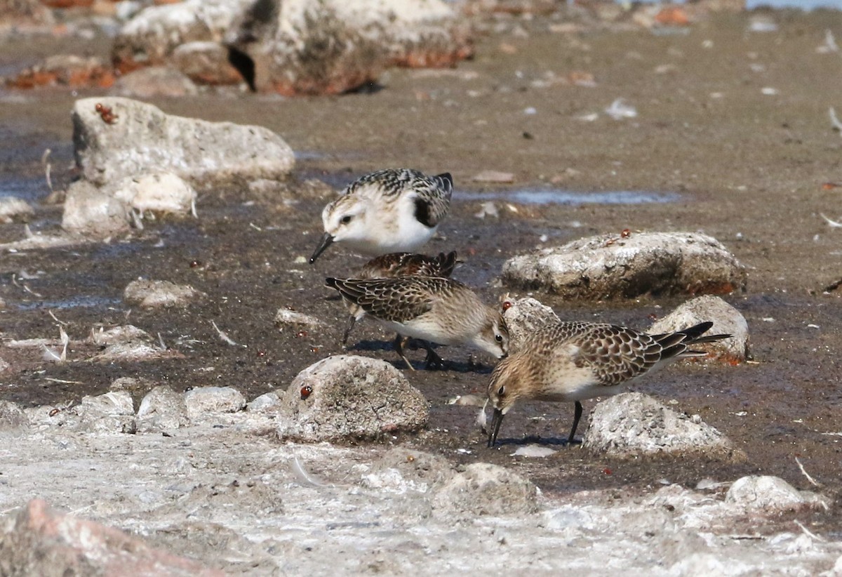 peep sp. - Sean Evans