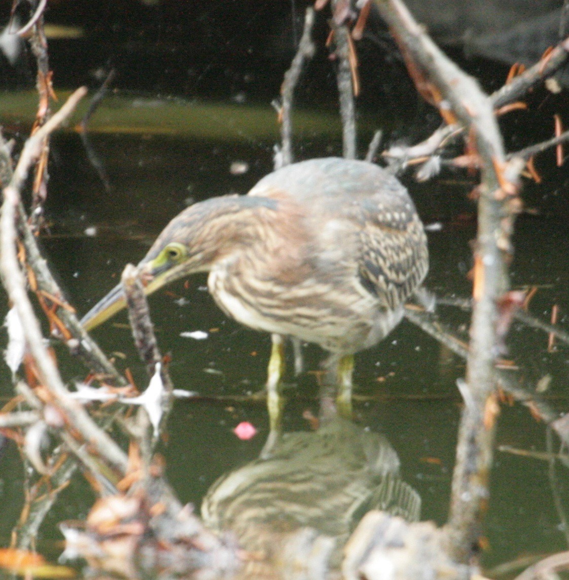 Grünreiher - ML114050701