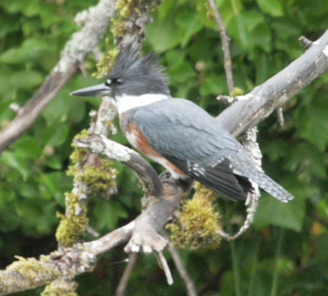 Belted Kingfisher - ML114050811