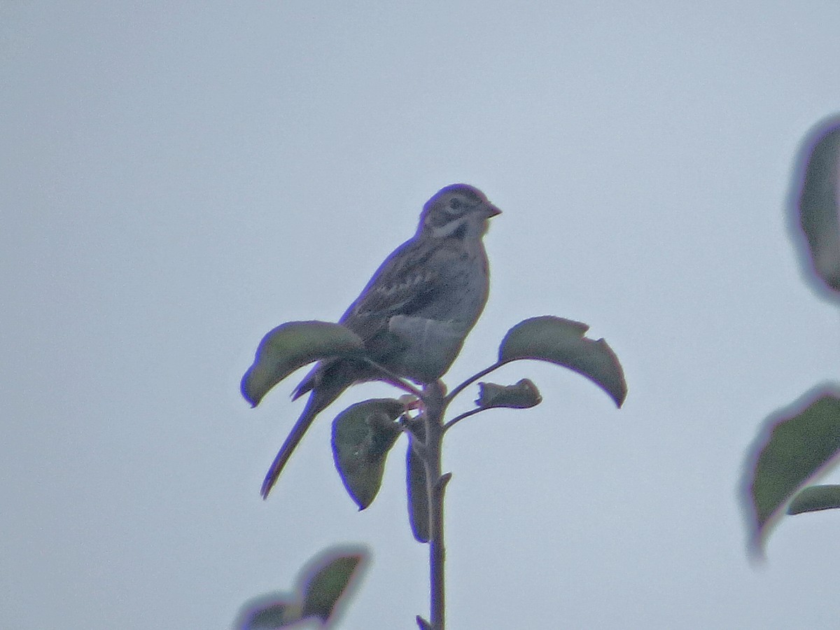 Lark Sparrow - ML114051691