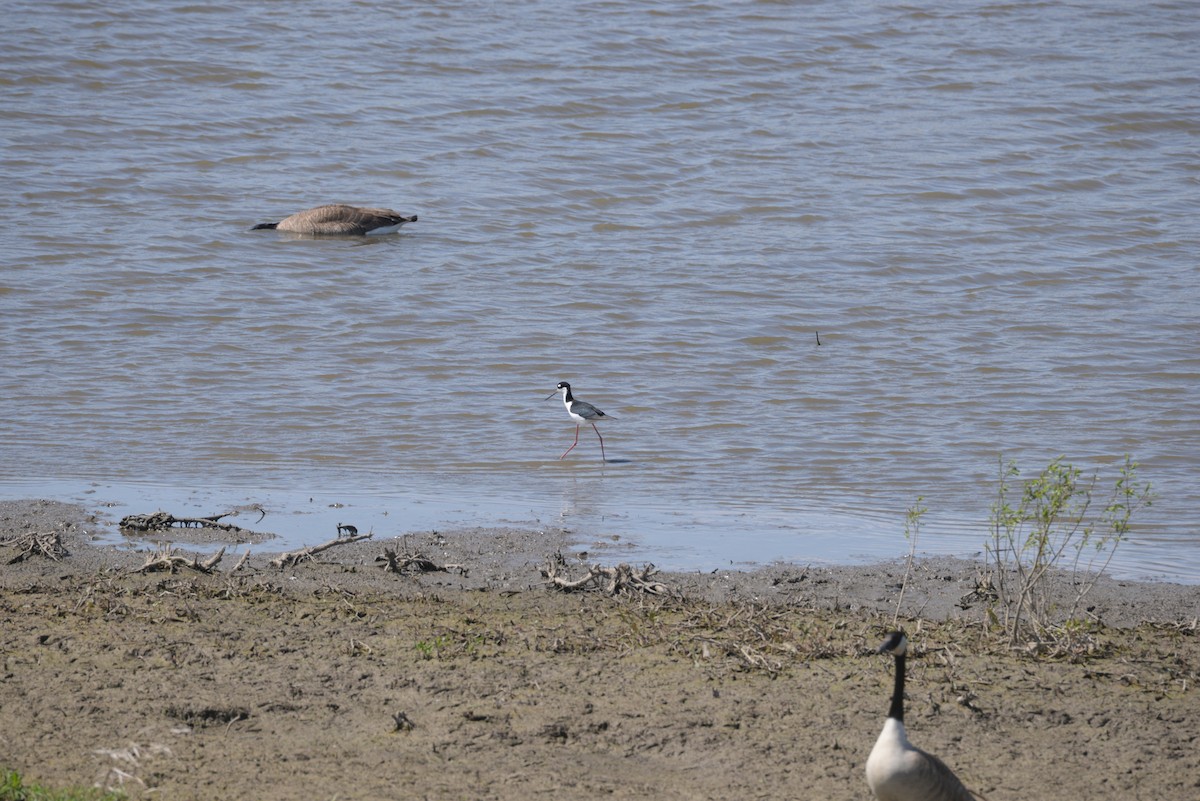 Black-necked Stilt - ML114052181