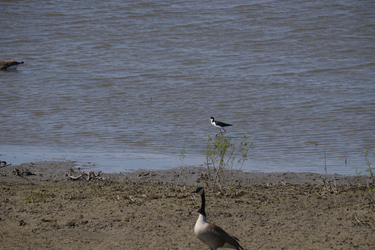 Black-necked Stilt - ML114052281