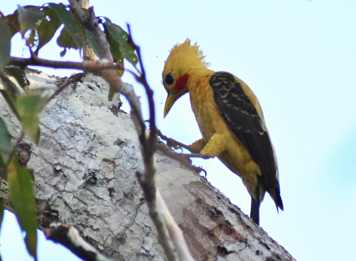 Cream-colored Woodpecker - INKATERRA Team