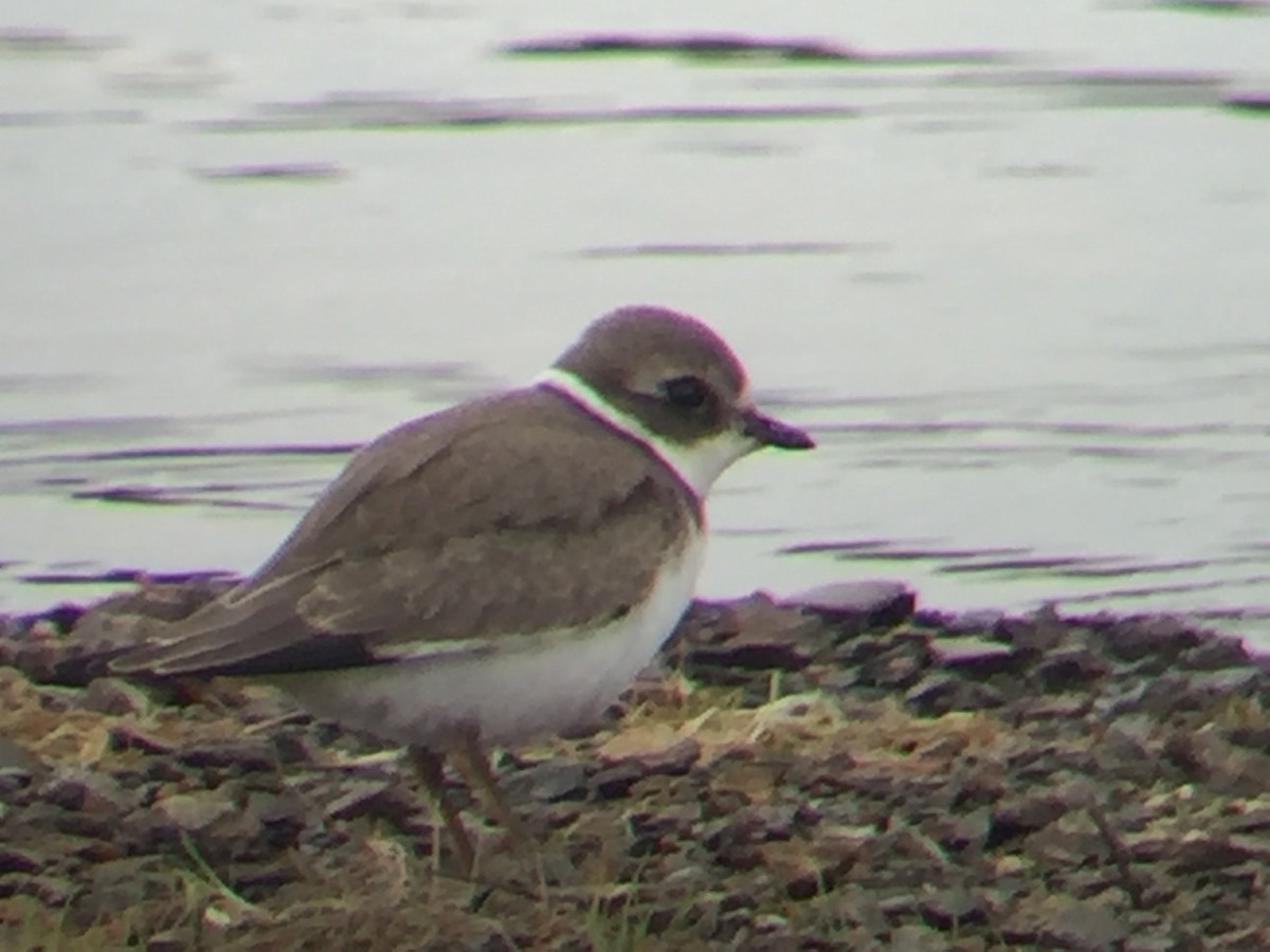 Semipalmated Plover - ML114052631