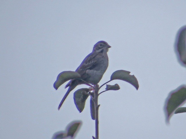 Lark Sparrow - ML114053171