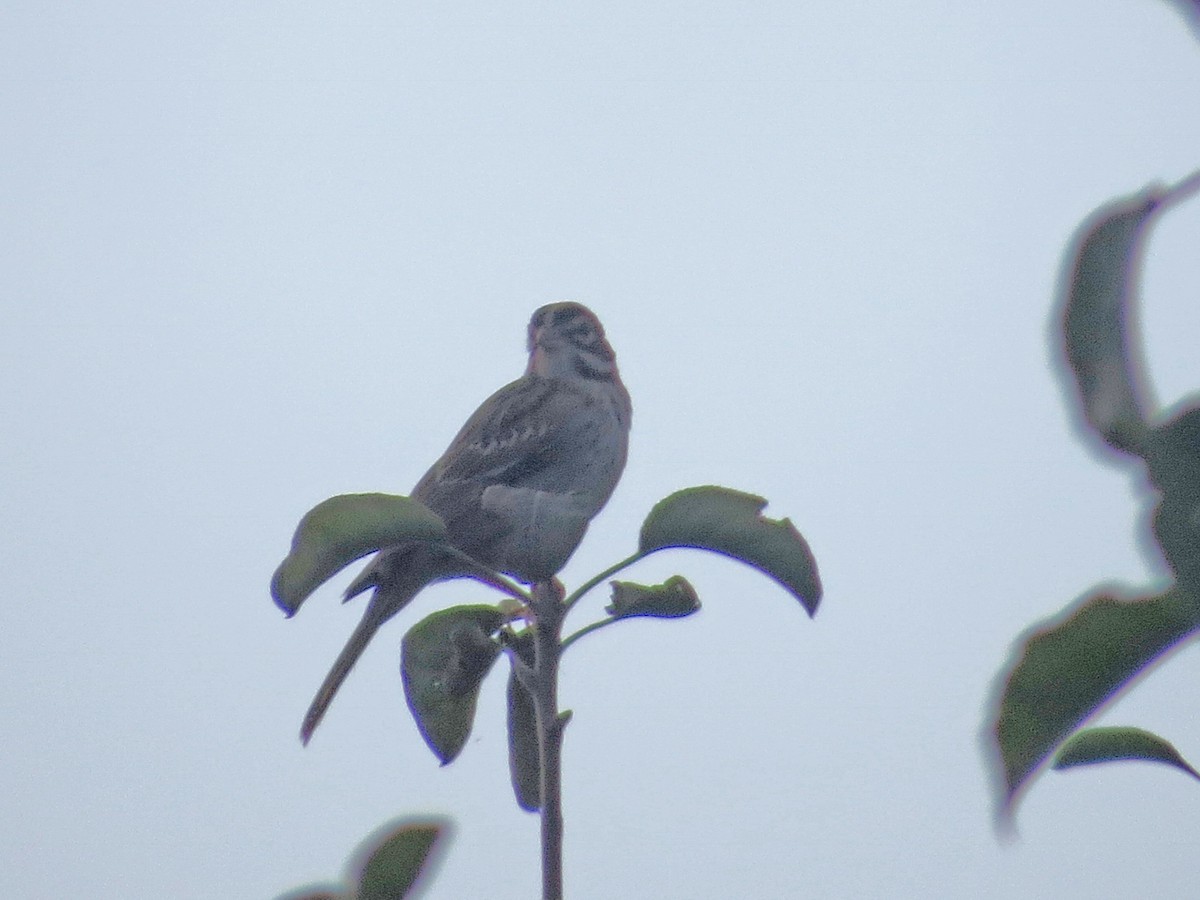 Lark Sparrow - Jan Mouro