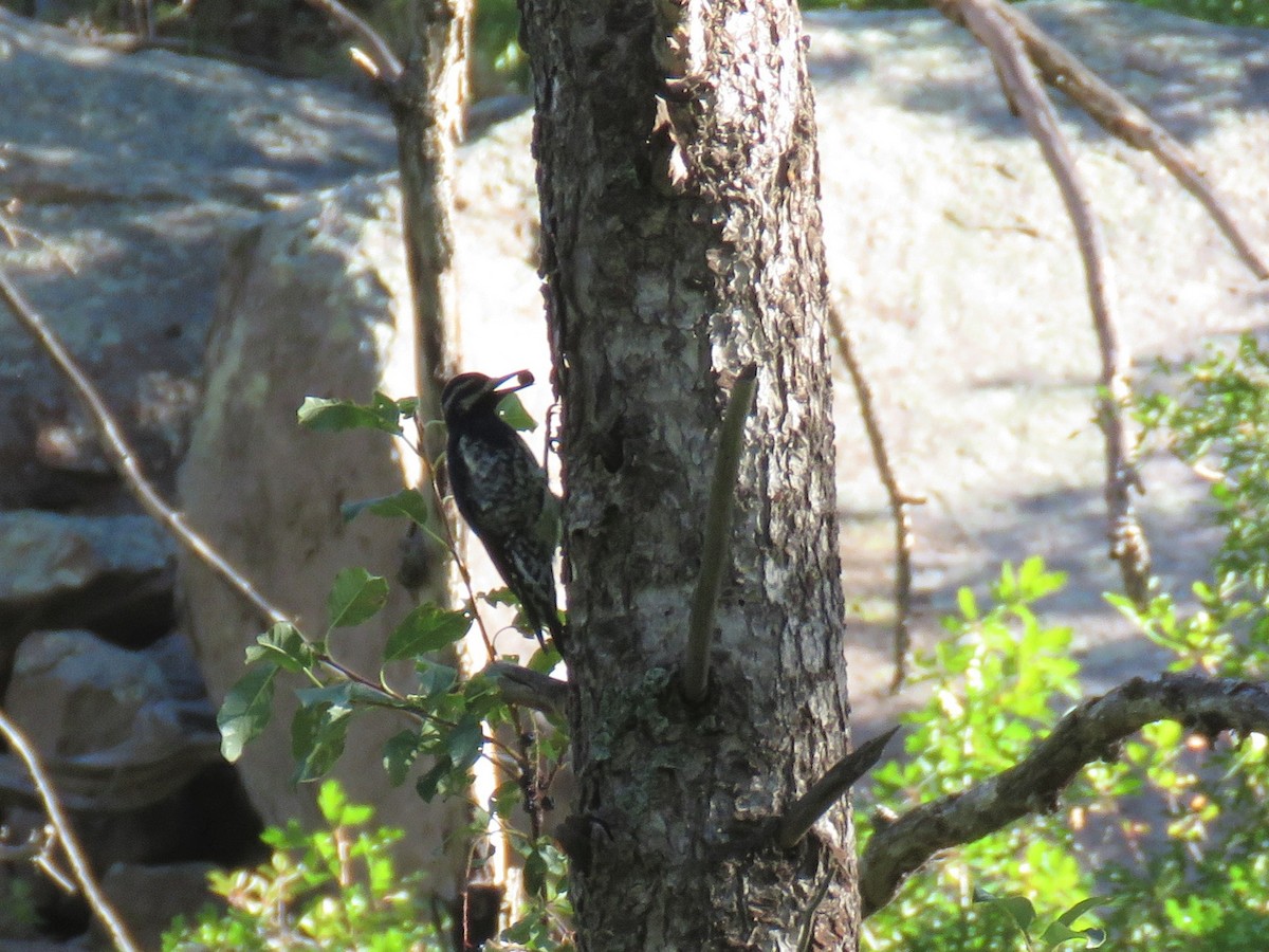 Williamson's Sapsucker - ML114053701