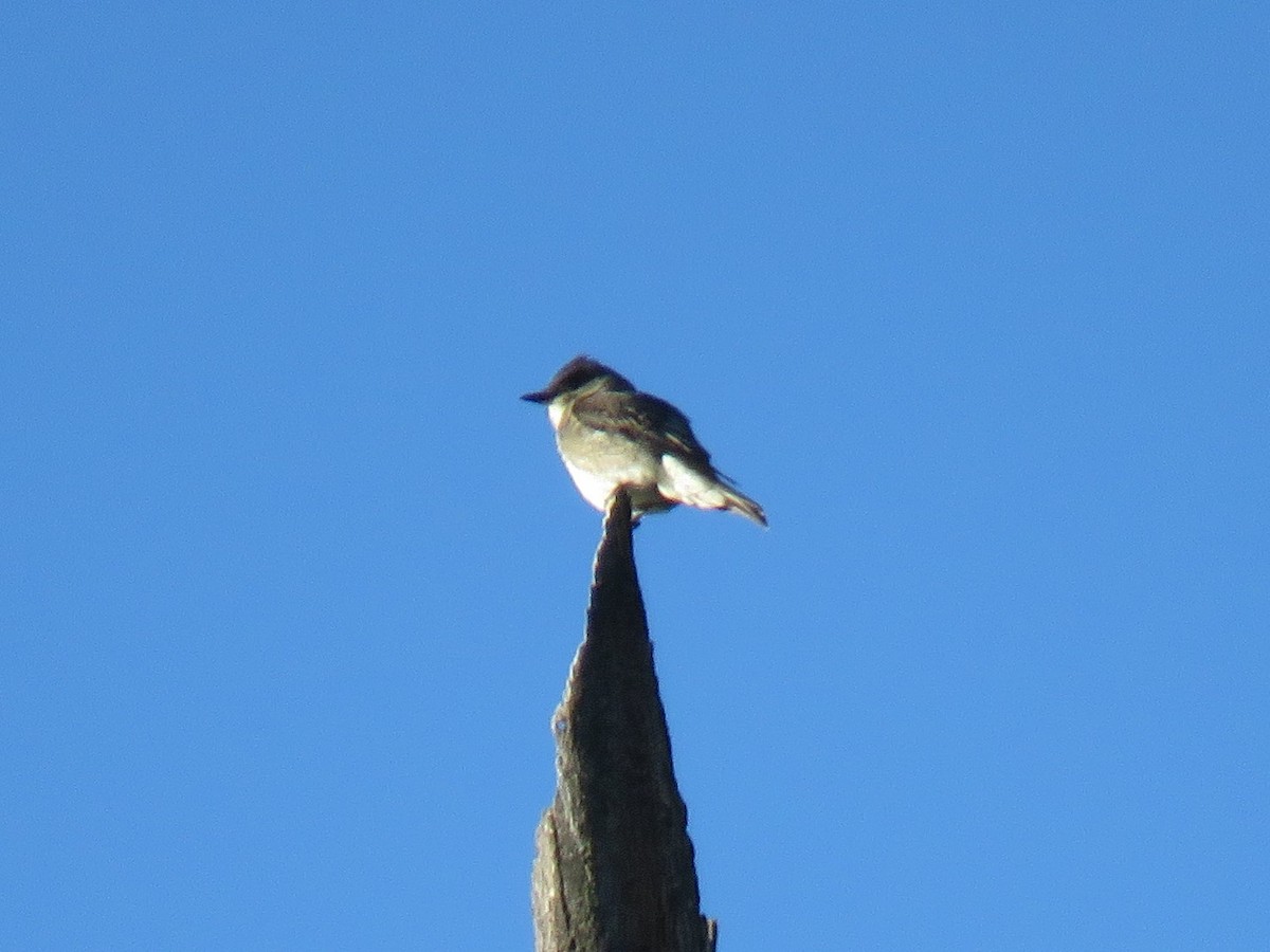 Olive-sided Flycatcher - Robin Gurule