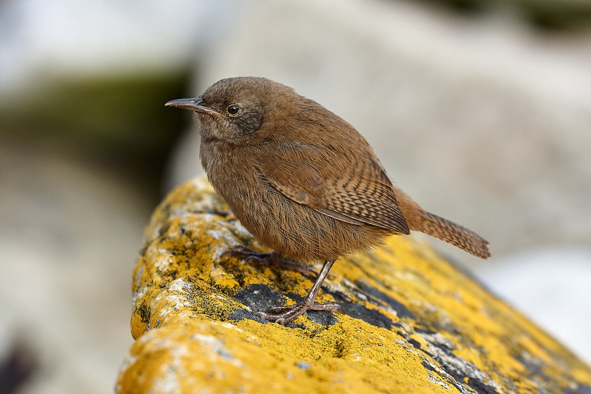 Cobb's Wren - ML114054011