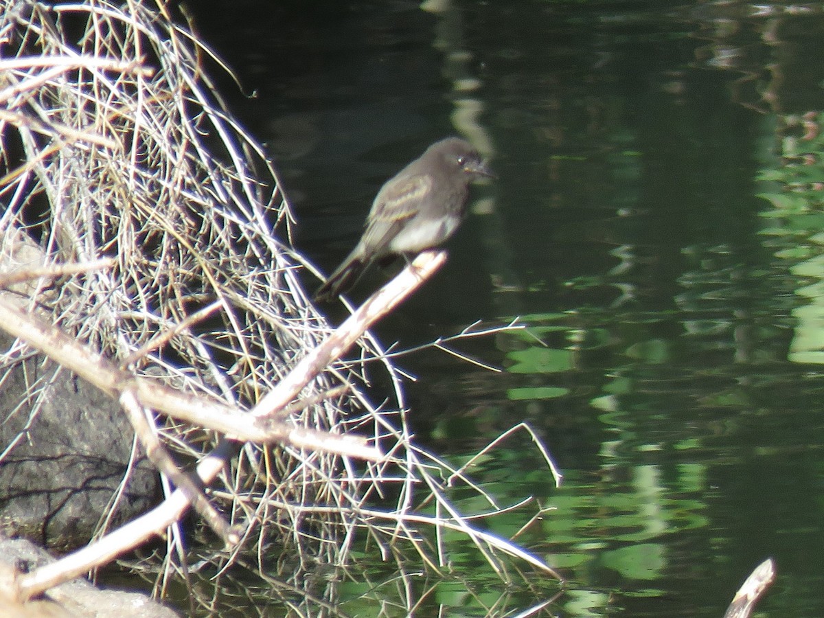 Black Phoebe - ML114054021