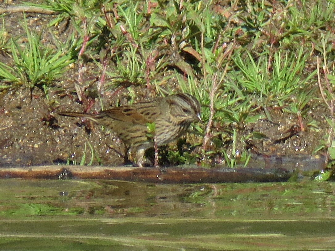 Lincoln's Sparrow - ML114054061