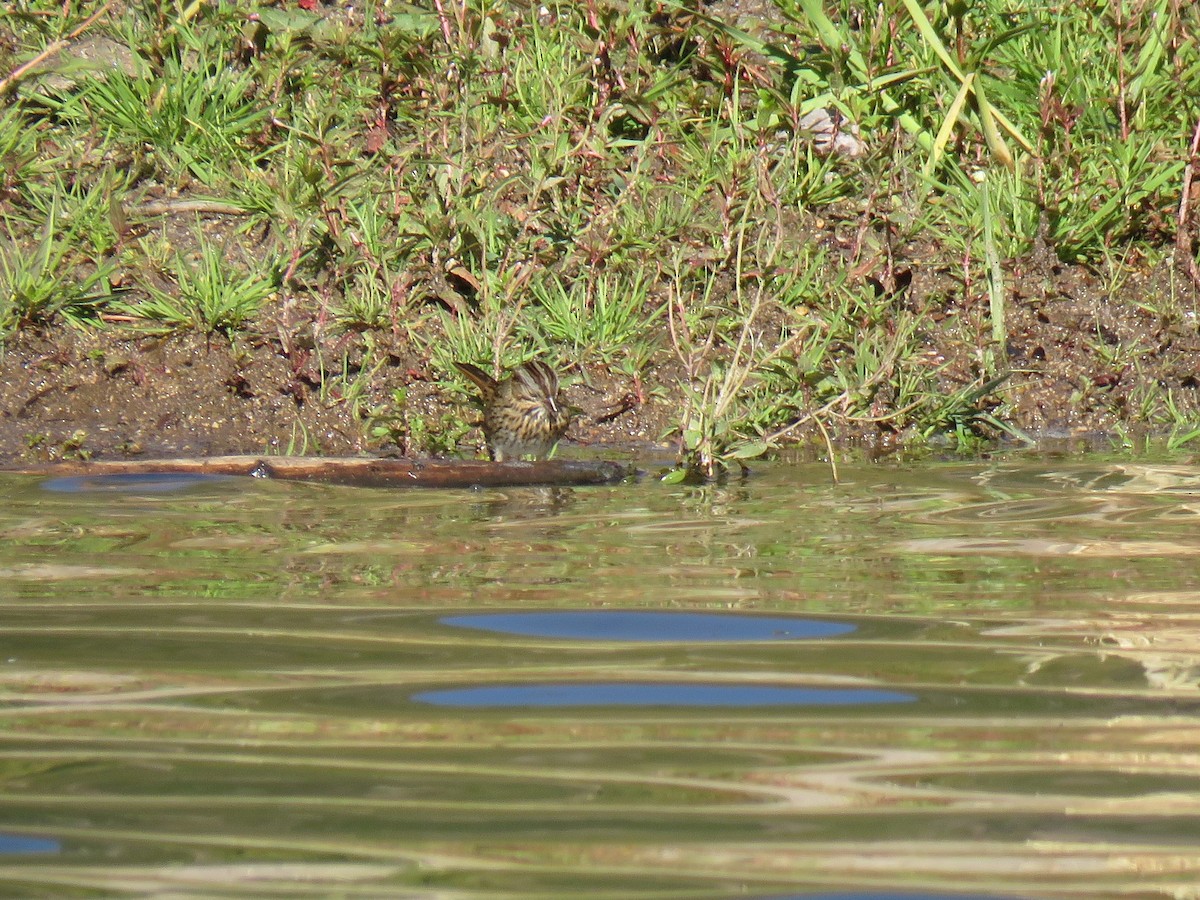 Lincoln's Sparrow - ML114054101