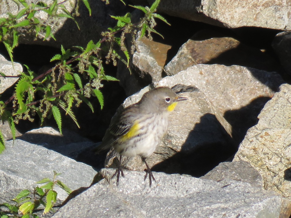 Yellow-rumped Warbler - ML114054171