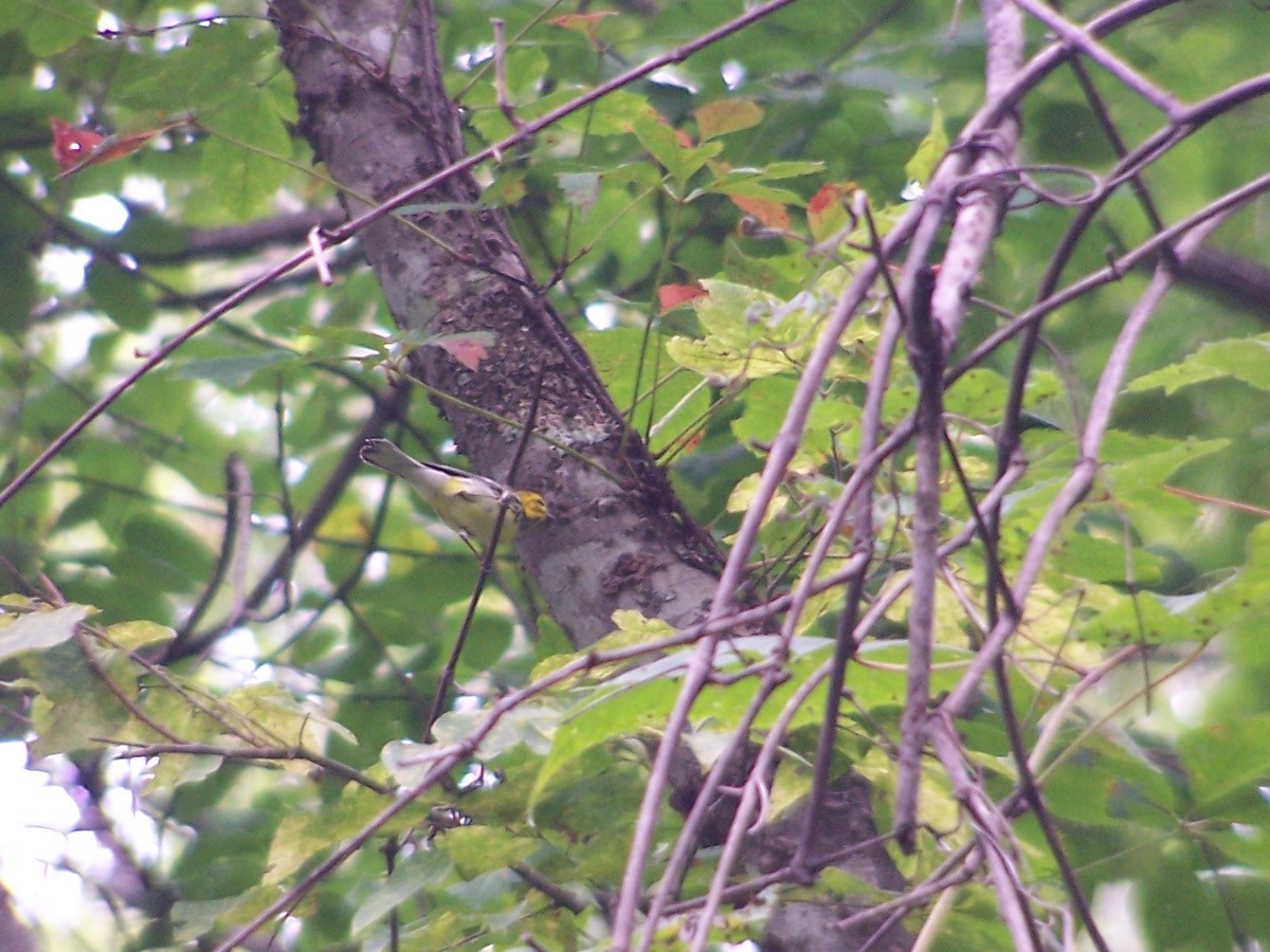 Black-throated Green Warbler - ML114054461