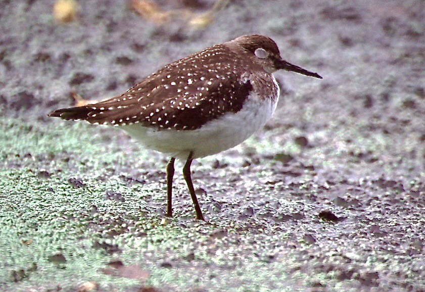 Solitary Sandpiper - ML114055031