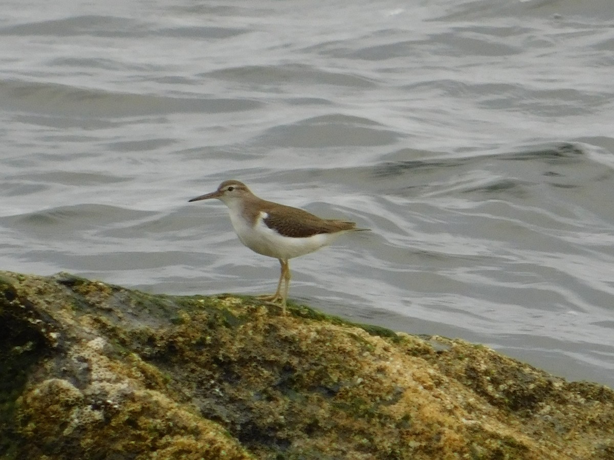 Spotted Sandpiper - Luis Mendes