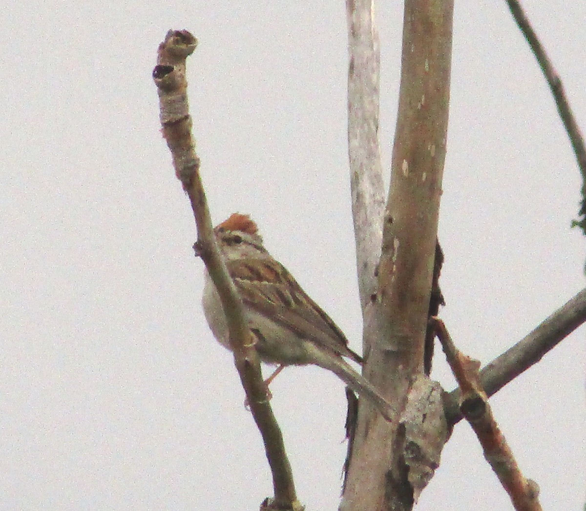 Chipping Sparrow - ML114056131