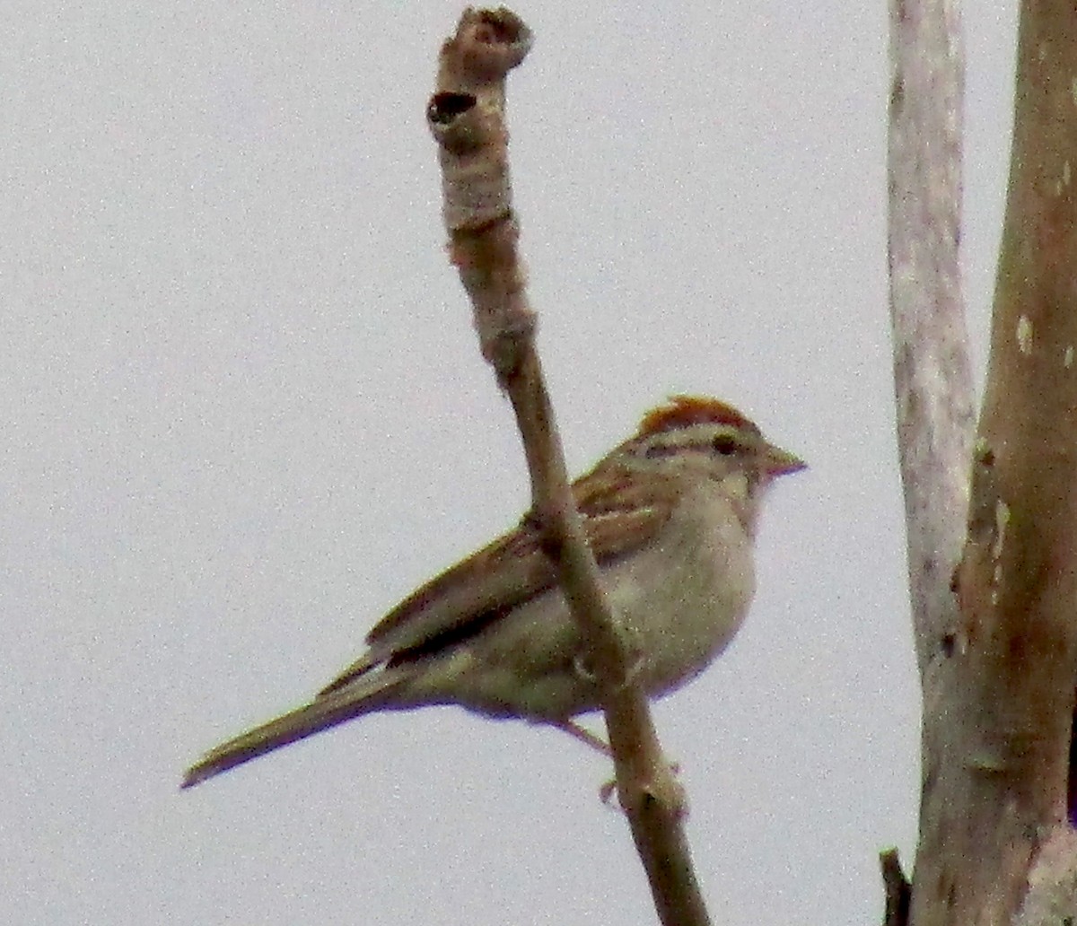 Chipping Sparrow - ML114056141
