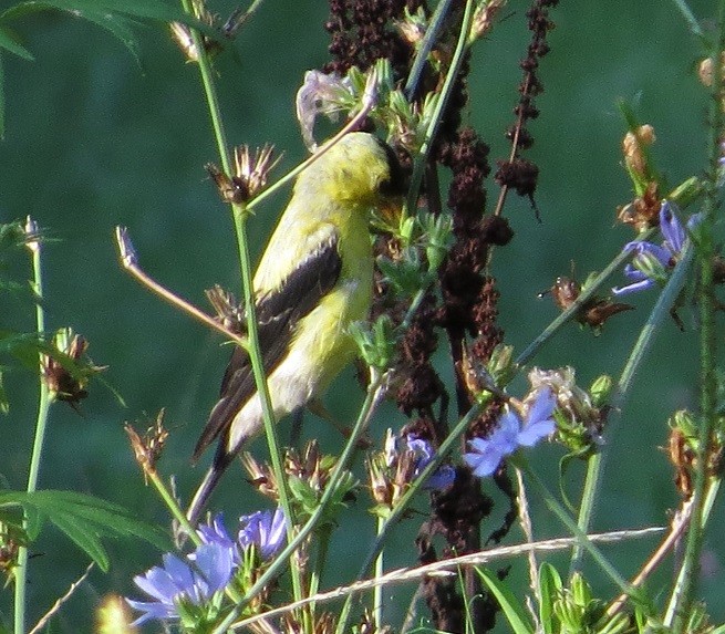 American Goldfinch - ML114057621