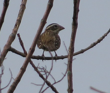 Rose-breasted Grosbeak - ML114058731