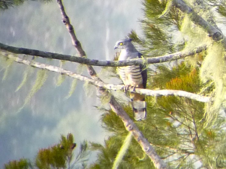 Pacific Baza - ML114060161