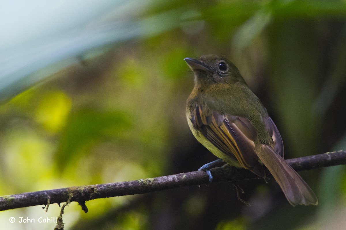 Fulvous-breasted Flatbill - ML114060501